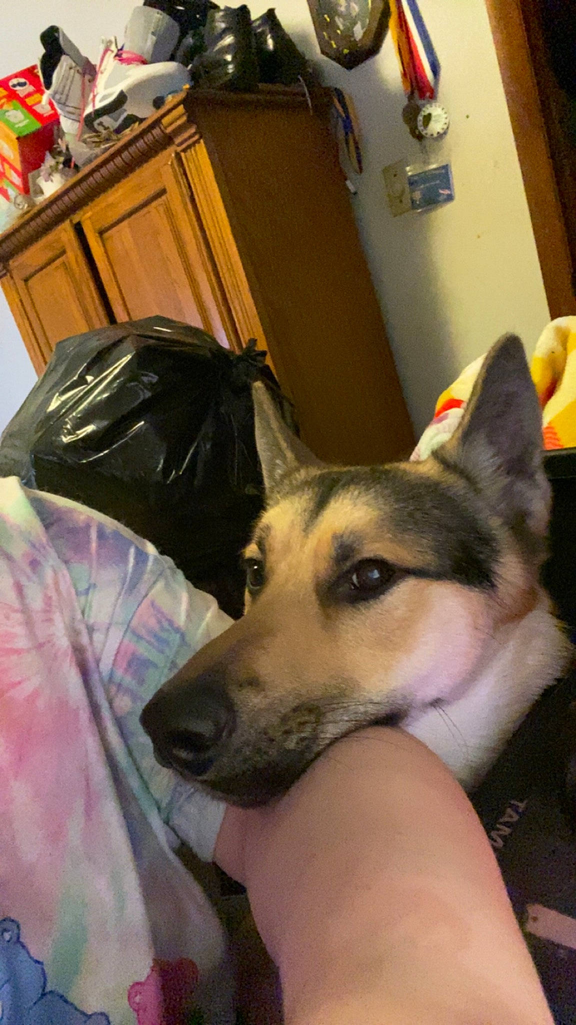 Adonis is registered to the contest to win money with this photo: bag, cabinetry, carnivore, chest_of_drawers, comfort, companion_dog, cupboard, dog, dog_breed, drawer, fawn, flooring, fur, jaw, luggage_and_bags, sled_dog, snout, sporting_group, terrestrial_animal, working_animal