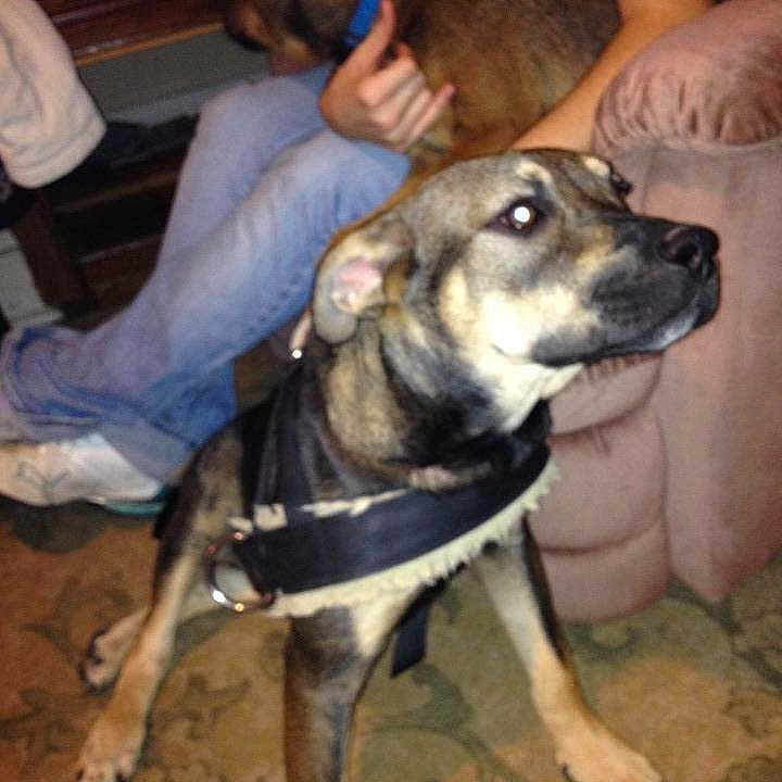 Buddy joined the competition — help win amazing prizes!