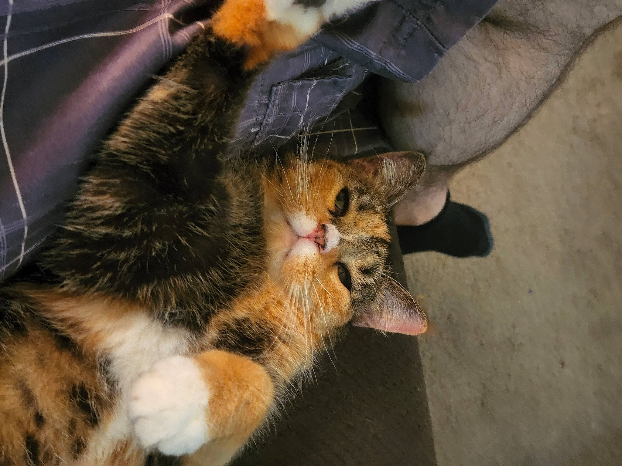 Lulu joined the competition — help win amazing prizes! canidae, carnivore, cat, claw, comfort, domestic_short_haired_cat, eye, fawn, felidae, foot, fur, grass, human_leg, organism, paw, small_to_medium_sized_cats, snout, tail, terrestrial_animal, whiskers