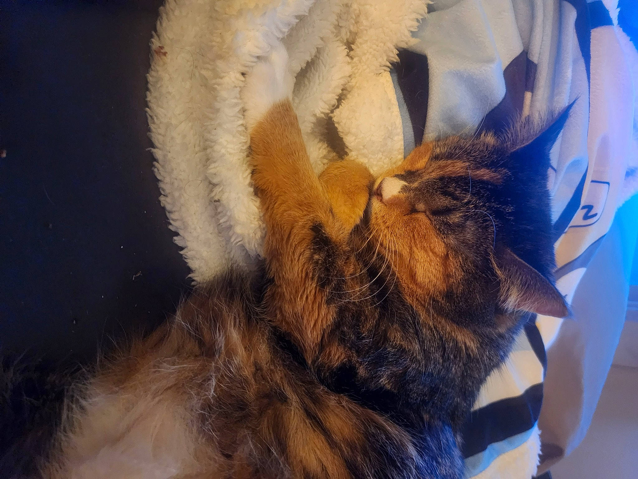 Lulu joined the competition — help win amazing prizes! canidae, carnivore, cat, claw, companion_dog, dog_breed, domestic_short_haired_cat, fashion_accessory, fawn, feather, felidae, fur, nap, paw, small_to_medium_sized_cats, snout, tail, terrestrial_animal, whiskers, wildlife