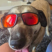Luna participe au concours pour gagner de l'argent avec cette photo : dog, sunglasses, tongue, pet, animal, indoor, carpet, living_room, playful, close_up, reflection, brown, black, canine, fur, cute, happy, muzzle, nose, ears