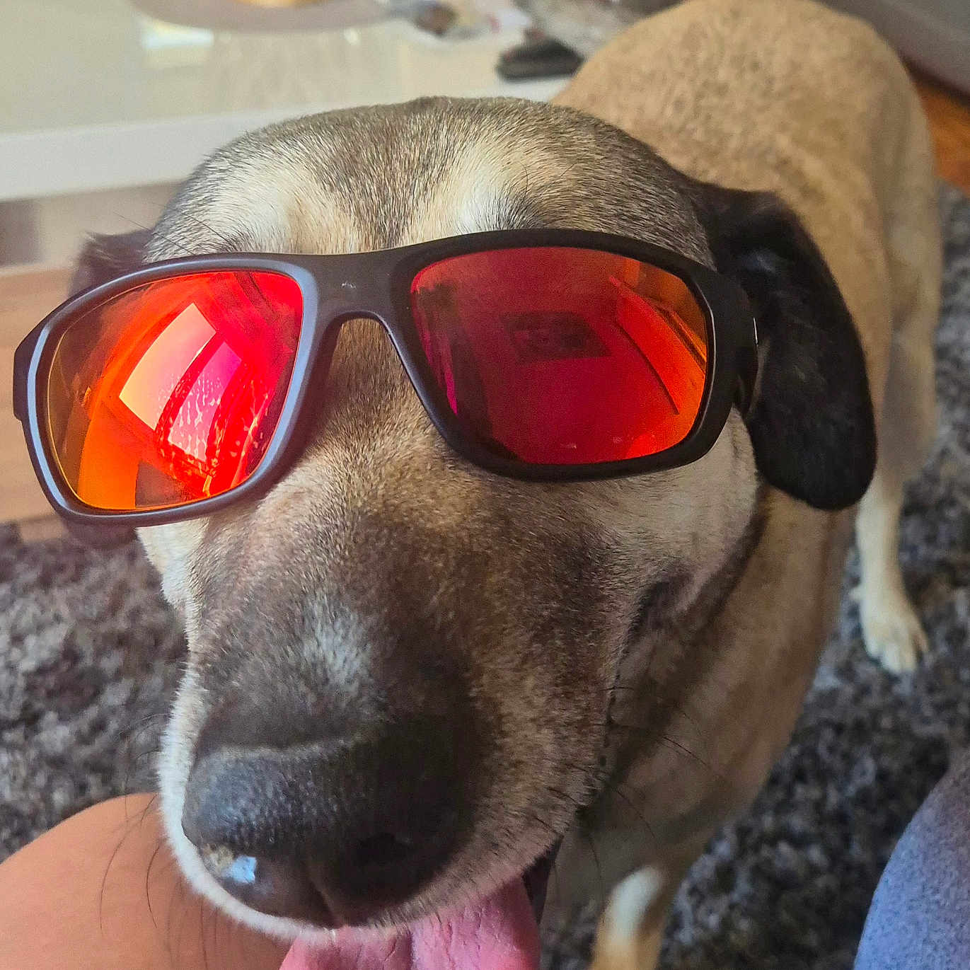 Luna participe au concours pour gagner de l'argent avec cette photo : animal, black, brown, canine, carpet, close_up, cute, dog, ears, fur, happy, indoor, living_room, muzzle, nose, pet, playful, reflection, sunglasses, tongue