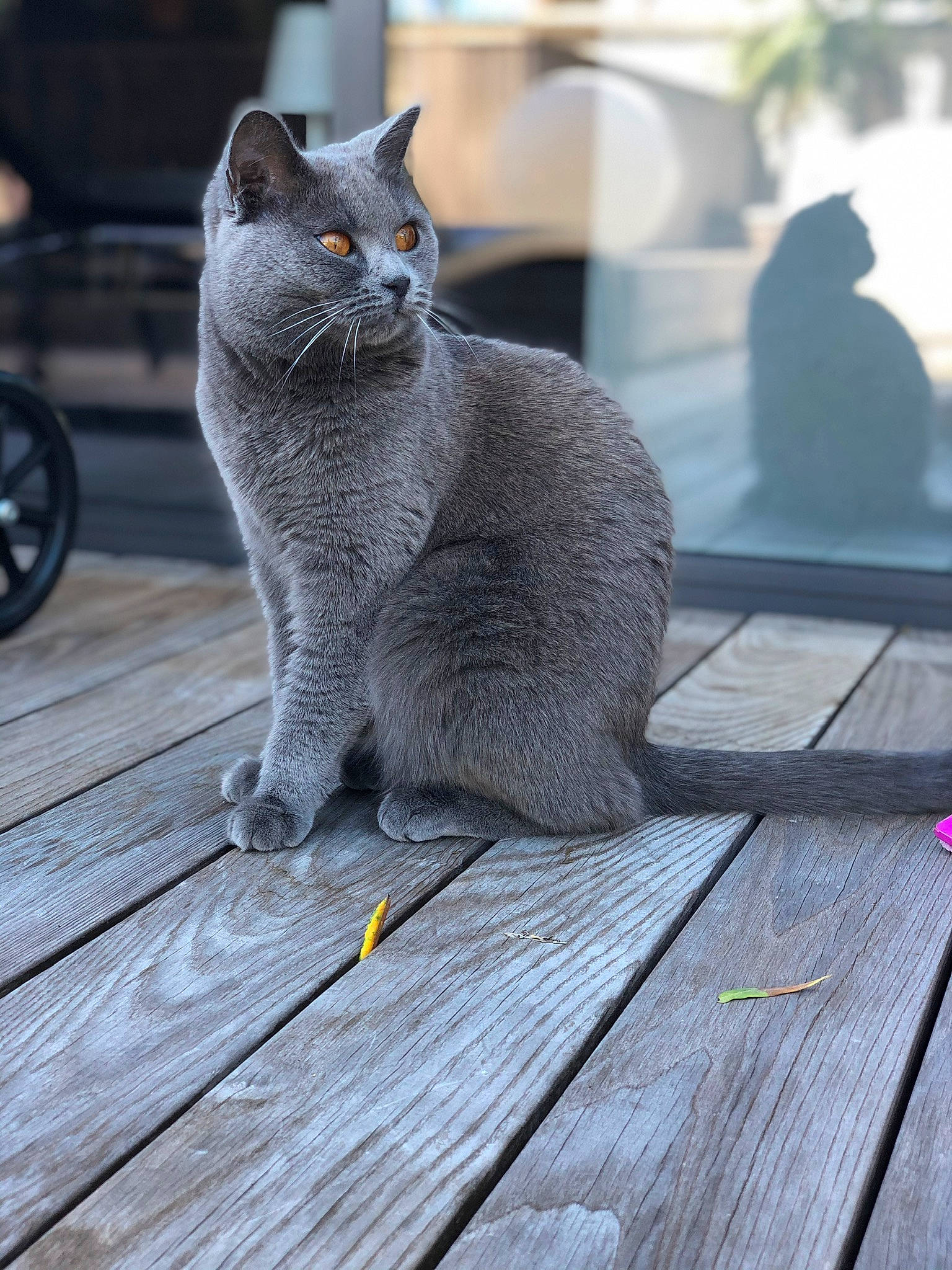 Prada a rejoint le concours — aidez-le/la à gagner de superbes lots ! automotive_tire, cat, domestic_short_haired_cat, felidae, flooring, fur, grey, hardwood, plank, plant, russian_blue, sitting, small_to_medium_sized_cats, tail, terrestrial_animal, tire, wheel, whiskers, window, wood