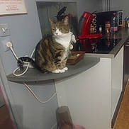 Chipette a rejoint le concours — aidez-le/la à gagner de superbes lots ! cat, tabby_cat, kitchen, coffee_machine, countertop, pet_water_dispenser, shelf, wall, power_outlet, cord, floor, cup, container, appliance, domestic_animal, indoor, feline, household, pet, animal