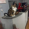 cat, tabby_cat, kitchen, coffee_machine, countertop, pet_water_dispenser, shelf, wall, power_outlet, cord, floor, cup, container, appliance, domestic_animal, indoor, feline, household, pet, animal