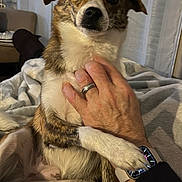 Arya participe au concours pour gagner de l'argent avec cette photo : dog, pet, hand, watch, ring, blanket, indoor, furniture, curtains, comfort, animal, fur, sitting, expression, closeup, cozy, domestic, relaxation, human, interaction