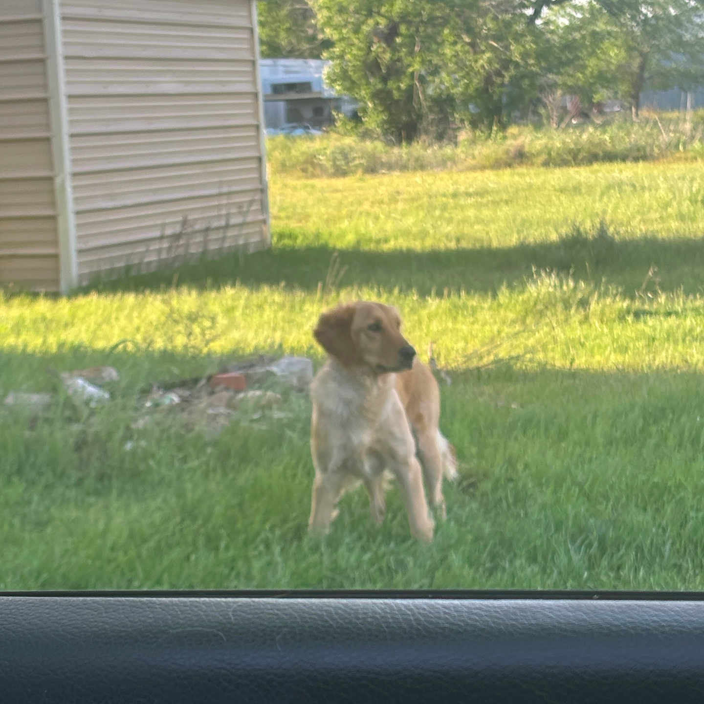 Hazel is registered to the contest to win money with this photo: animal, backyard, canine, car_interior, daytime, dog, domestic_animal, fur, golden_retriever, grass, greenery, mammal, nature, outdoor, pet, shed, standing, sunlight, window, yard