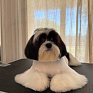 Milán is registered to the contest to win money with this photo: dog, puppy, shih_tzu, black_and_white, fluffy, groomed, long_hair, sitting, portrait, pet, canine, face, eyes, nose, paws, grooming_table, indoor, curtains, window_light, adorable