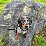 puppy, dog, dachshund, merle_coat, blue_eye, rock, grass, outdoor, nature, pet, animal, sitting, cute, young, collar, fur, small, ears, alert, portrait