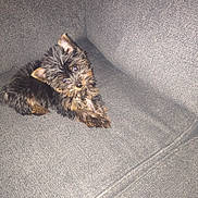 Tinker joined the competition — help win amazing prizes! adorable, animal, companion, couch, cozy, cute, dog, domestic, fluffy, fur, gray, indoor, looking_up, pet, puppy, resting, sitting, small, texture, young