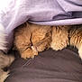 Igloo a rejoint le concours — aidez-le/la à gagner de superbes lots ! abyssinian, animal, bed, bedroom, blanket, cat, couch, cushion, furniture, homedecor, indoors, kitten, lion, manx, person, pet, quilt, room, sleeping, snout