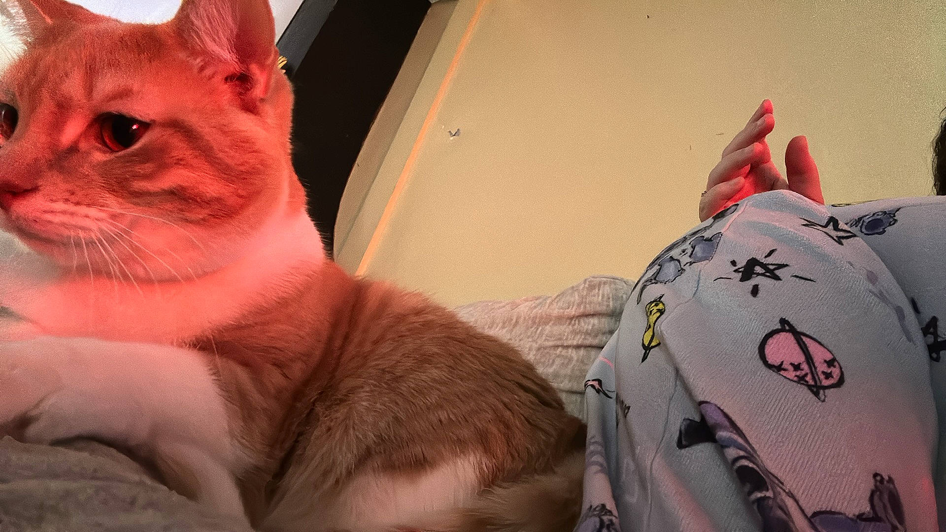 Katana is registered to the contest to win money with this photo: animal, baby, bed, bedroom, blanket, bodypart, cat, couch, electronics, face, finger, furniture, hand, head, indoors, kitten, person, pet, phone, room