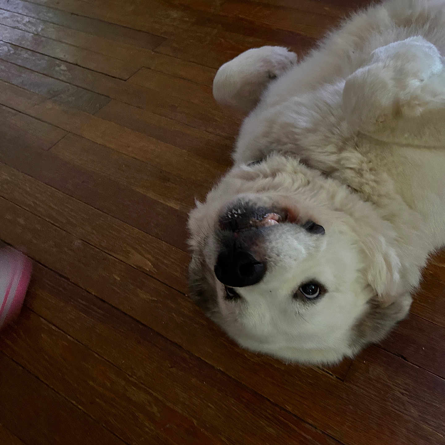 Millie joined the competition — help win amazing prizes! animal, canine, couch, dog, eskimodog, furniture, goldenretriever, hardwood, hound, husky, indoors, interiordesign, labradorretriever, pet, plywood, puppy, sphere, stainedwood, whitedog, wood