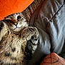 Angle is registered to the contest to win money with this photo: cat, tabby, pet, animal, fur, whiskers, paws, cushion, orange, blanket, gray, tattoo, arm, closeup, indoor, cozy, relaxed, cute, curious, lying_down