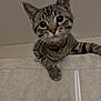 Angle joined the competition — help win amazing prizes! kitten, cat, tabby, pet, animal, curious, indoor, furniture, couch, beige, whiskers, ears, young, cute, closeup, face, paw, looking, playful, domestic_cat