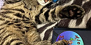 Angle joined the competition — help win amazing prizes! kitten, tabby_cat, paw, feline, pet, sleepy, cozy, blanket, blue_pillow, striped_fur, closeup, resting, indoor, cute, young_cat, fur_pattern, animal, domestic_cat, relaxed, book