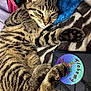 kitten, tabby_cat, paw, feline, pet, sleepy, cozy, blanket, blue_pillow, striped_fur, closeup, resting, indoor, cute, young_cat, fur_pattern, animal, domestic_cat, relaxed, book