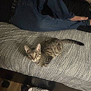 Angle is registered to the contest to win money with this photo: cat, tabby_cat, bed, person, jeans, bare_feet, sneakers, adidas, rug, wooden_floor, indoor, furniture, curious, alert, striped, gray, textured, relaxed, casual, home