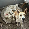 Aykyz joined the competition — help win amazing prizes! carpet, chair, collar, dog, dog_bed, domestic_animal, ears_up, floor, floor_tiles, happy, indoor, looking_at_camera, lying_down, pet, relaxed, standing, tan_dog, toy, wall_outlet, white_dog