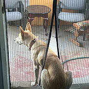 Aykyz is registered to the contest to win money with this photo: animal, calm, chair, collar, dog, door, floor, furniture, home, mesh_screen, outdoor, patio, pet, quiet, reflection, shadows, sitting, sunlight, table, window