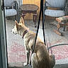 animal, calm, chair, collar, dog, door, floor, furniture, home, mesh_screen, outdoor, patio, pet, quiet, reflection, shadows, sitting, sunlight, table, window