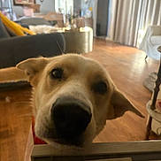 Aykyz joined the competition — help win amazing prizes! dog, pet, indoor, living_room, floor, curious, face_closeup, ears, nose, blurred_background, furniture, home, wood_floor, couch, table, cozy, domestic_animal, canine, red_collar, house