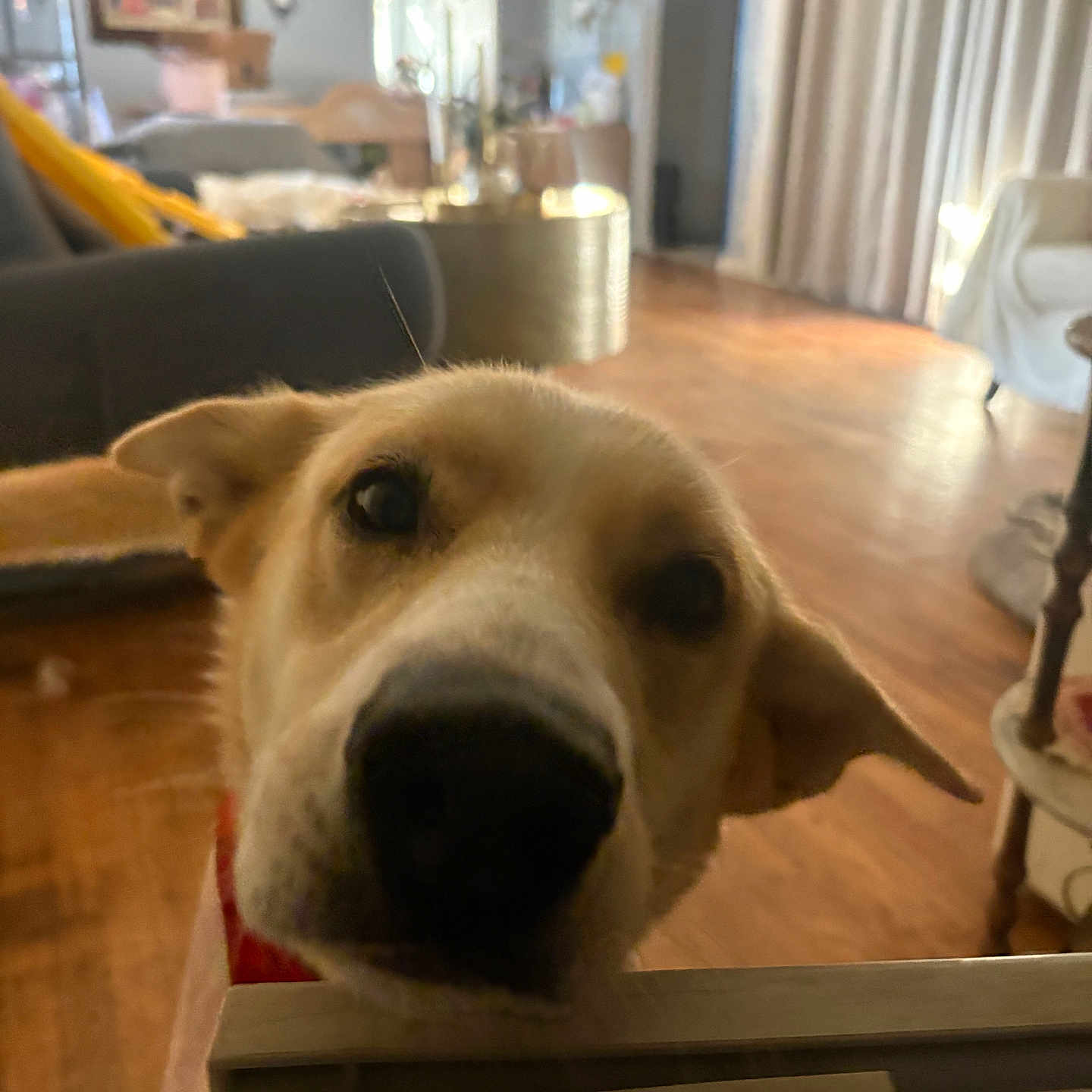 Aykyz joined the competition — help win amazing prizes! dog, pet, indoor, living_room, floor, curious, face_closeup, ears, nose, blurred_background, furniture, home, wood_floor, couch, table, cozy, domestic_animal, canine, red_collar, house