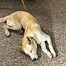 Aykyz joined the competition — help win amazing prizes! animal, broom, brown_dog, canine, collar, dog, domestic, dustpan, ears, floor, fur, household, indoor, napping, pet, quiet, relaxed, resting, sleeping, tile_floor