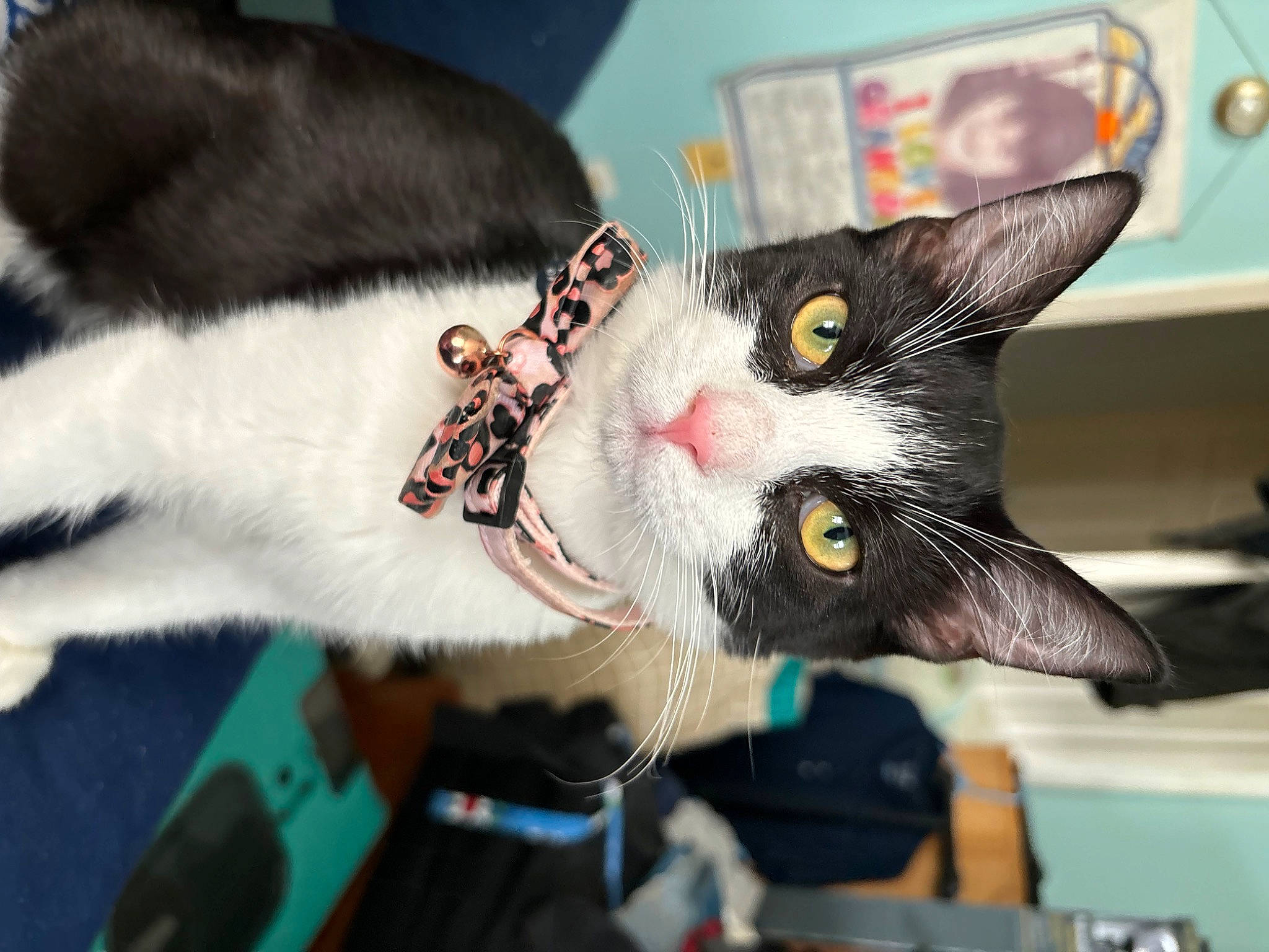 Oreo joined the competition — help win amazing prizes! carmine, carnivore, cat, claw, collar, domestic_short_haired_cat, fashion_accessory, felidae, fur, mammal, small_to_medium_sized_cats, snout, whiskers