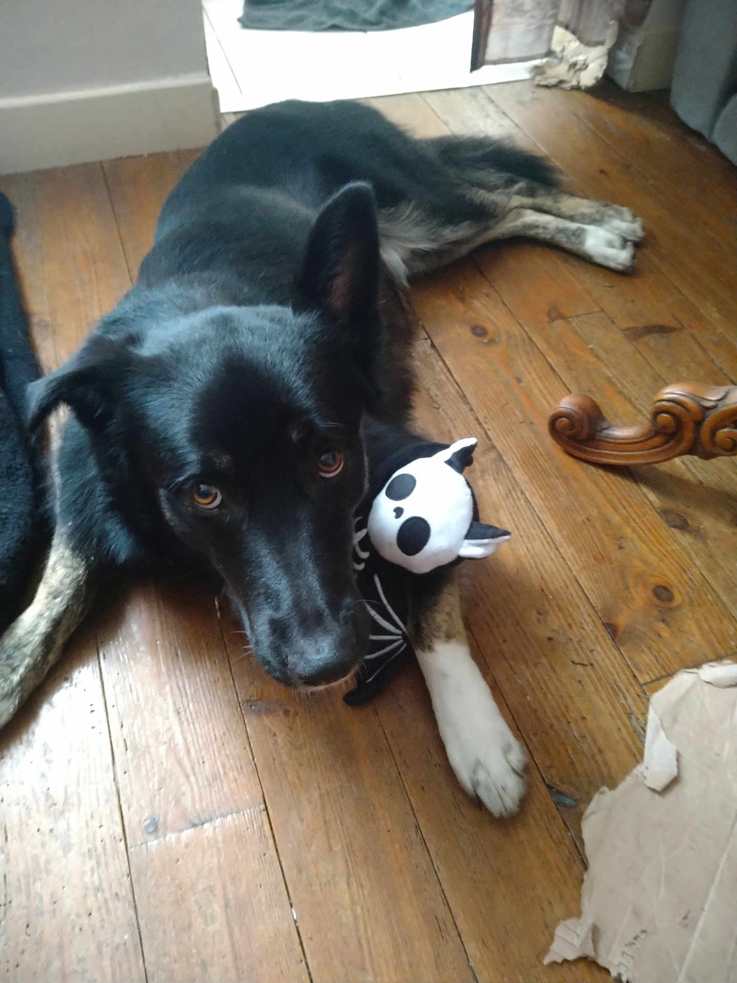 Diablo a rejoint le concours — aidez-le/la à gagner de superbes lots ! dog, pet, canine, black_dog, wooden_floor, toy, plush_toy, skull_toy, paws, brown_eyes, indoor, portrait, looking_up, floorboards, furniture_leg, cardboard, relaxed, mammal, companion, home