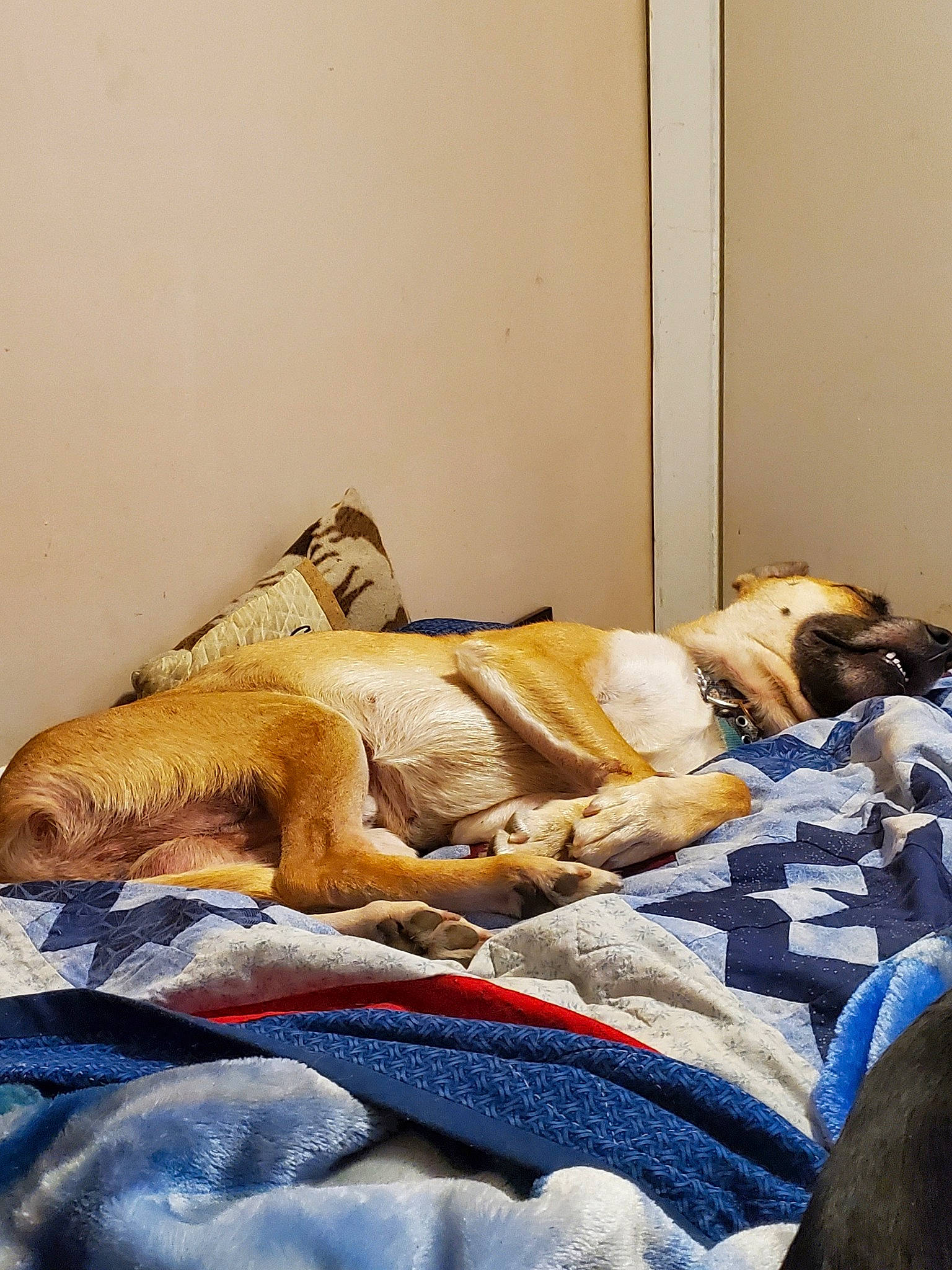 Zorro joined the competition — help win amazing prizes! bed_sheet, bedding, bedroom, bedtime, canidae, carnivore, comfort, companion_dog, dog, dog_breed, duvet, fawn, felidae, flooring, fur, linens, nap, room, sporting_group, wood