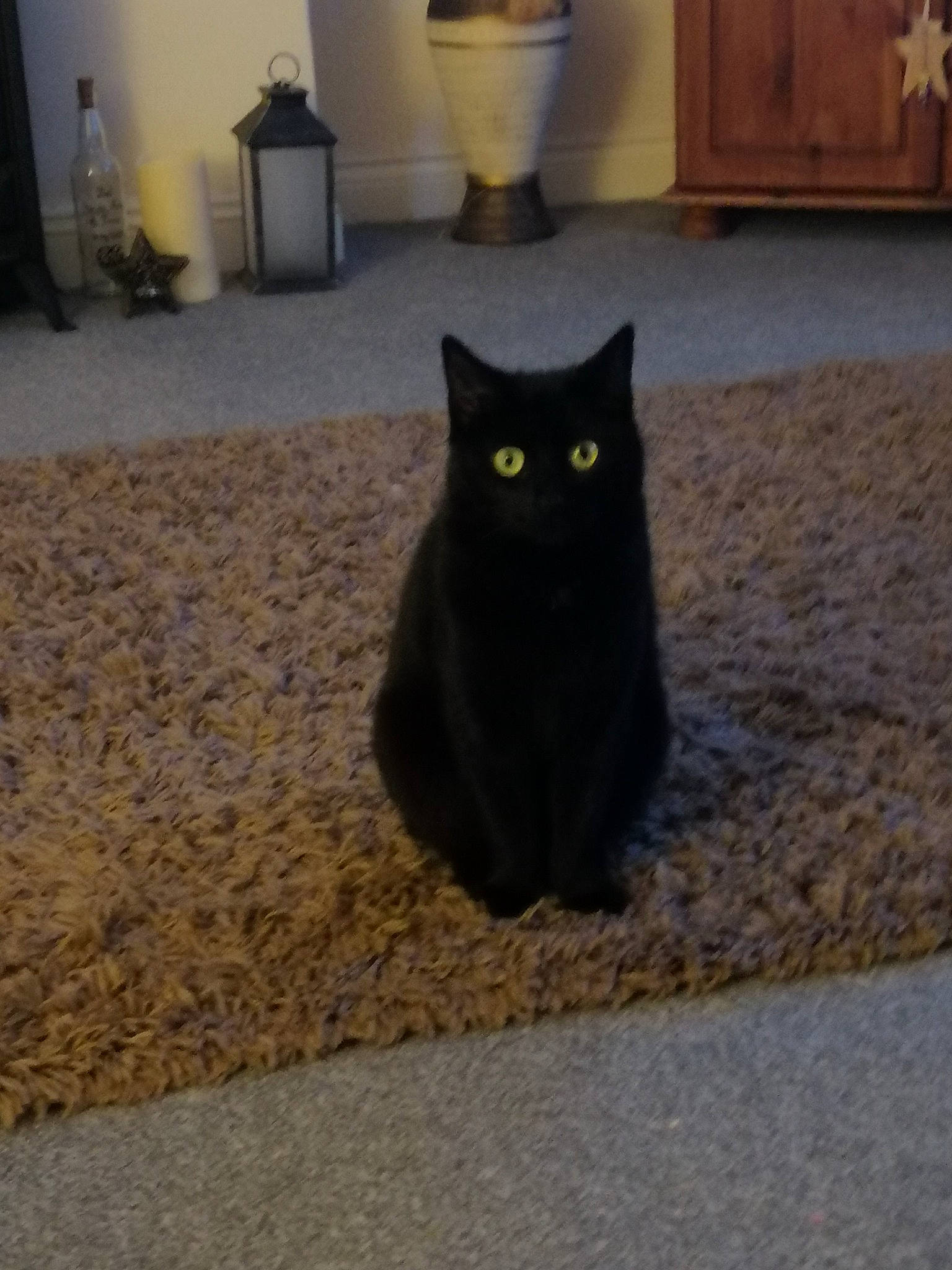 Bonkers joined the competition — help win amazing prizes! black, black_cat, bombay, carnivore, cat, domestic_short_haired_cat, felidae, floor, flooring, flowerpot, fur, grey, hardwood, houseplant, plant, road_surface, small_to_medium_sized_cats, tail, whiskers, wood