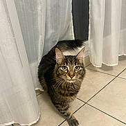 Sanka a rejoint le concours — aidez-le/la à gagner de superbes lots ! animal, cat, closeup, curious, curtain, domestic, floor_tile, fur, green_eyes, home, indoor, light, looking, pet, soft, tabby, tile_floor, walking, whiskers, window