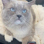 Sugar is registered to the contest to win money with this photo: animal_portrait, blanket, blue_eyes, car_interior, cat, closeup, comfort, cozy, curious, domestic_animal, feline, fur, indoor, paws, pet, relaxed, seat, seatbelt, vehicle, whiskers