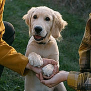 Guy joined the competition — help win amazing prizes! animal, companionship, cute, dog, friendly, golden_retriever, grass, handshake, happy, nature, outdoor, paw, person, pet, plaid_shirt, playing, puppy, smiling, warm_clothing, yellow_jacket