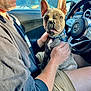 Dino joined the competition — help win amazing prizes! man, dog, french_bulldog, puppy, car_interior, steering_wheel, sunglasses, collar, name_tag, shorts, sunlight, window, seat, hand, pet, animal, driver, casual_clothing, car, portrait