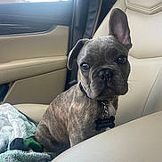 Dino is registered to the contest to win money with this photo: dog, puppy, brindle, car_interior, leather_seat, blanket, pet_collar, pet_tag, front_seat, animal, cute, pet, indoors, young_dog, looking_at_camera, one_ear_up, sitting, close_up, domestic_animal, companion_animal