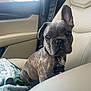 dog, puppy, brindle, car_interior, leather_seat, blanket, pet_collar, pet_tag, front_seat, animal, cute, pet, indoors, young_dog, looking_at_camera, one_ear_up, sitting, close_up, domestic_animal, companion_animal