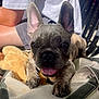 dog, puppy, french_bulldog, pet, animal, tongue_out, ears_up, plush_toy, bag, sunlight, person, arm, casual_clothing, outdoor, close_up, happy, resting, cute, companion, relaxed