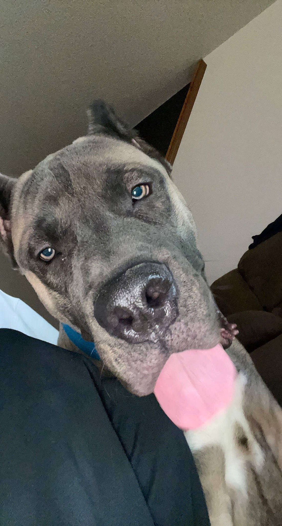 Bowzer joined the competition — help win amazing prizes! carnivore, collar, companion_dog, dog, dog_breed, dog_collar, ear, fawn, fur, guard_dog, non_sporting_group, snout, sporting_group, whiskers, working_animal