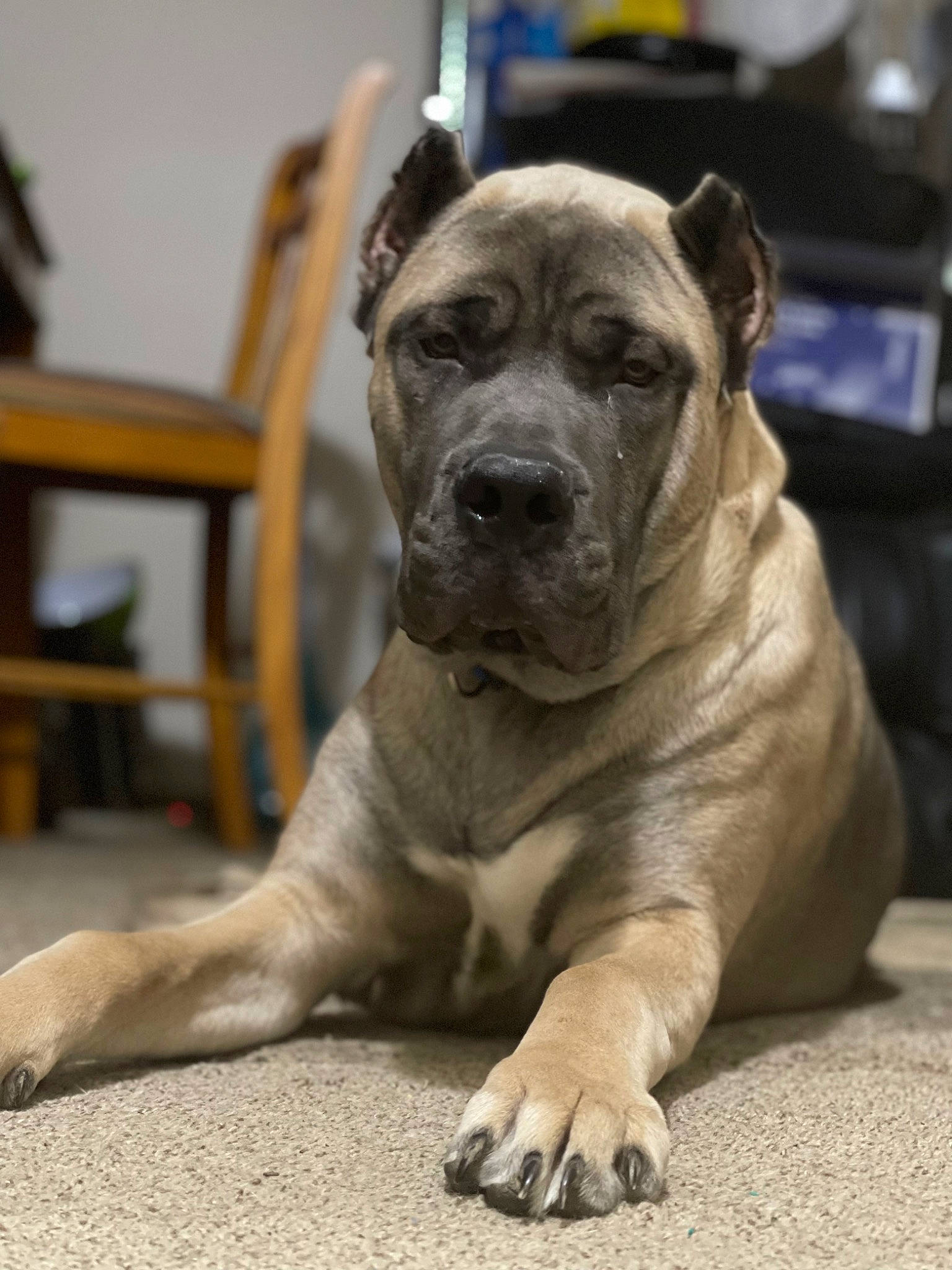 Bowzer joined the competition — help win amazing prizes! ancient_dog_breeds, bored, canidae, carnivore, chair, companion_dog, dog, dog_breed, fawn, guard_dog, molosser, puppy, snout, sporting_group, terrestrial_animal, whiskers, wood, working_animal, working_dog, wrinkle