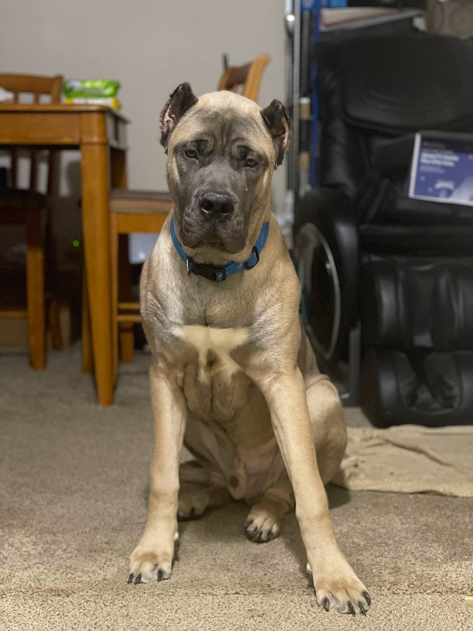 Bowzer is registered to the contest to win money with this photo: art, canidae, carnivore, collar, companion_dog, dog, dog_breed, dog_collar, fawn, non_sporting_group, pet_supply, puppy, snout, sporting_group, table, tail, terrestrial_animal, toy_dog, working_animal, wrinkle