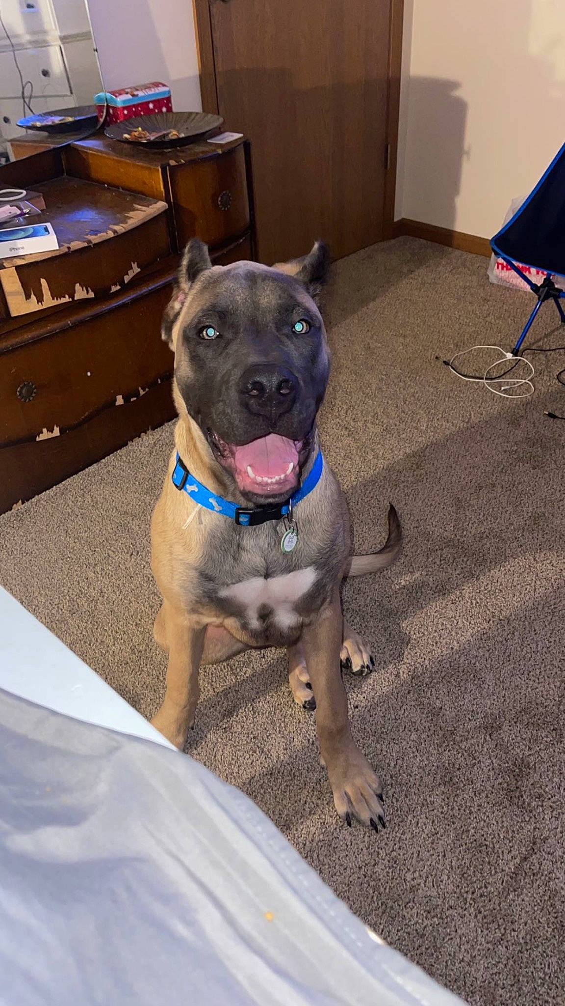 Bowzer is registered to the contest to win money with this photo: cabinetry, carnivore, collar, companion_dog, computer_monitor, dog, dog_breed, dog_collar, drawer, fawn, flag, flooring, liver, office_supplies, pet_supply, printer, snout, table, whiskers, working_animal