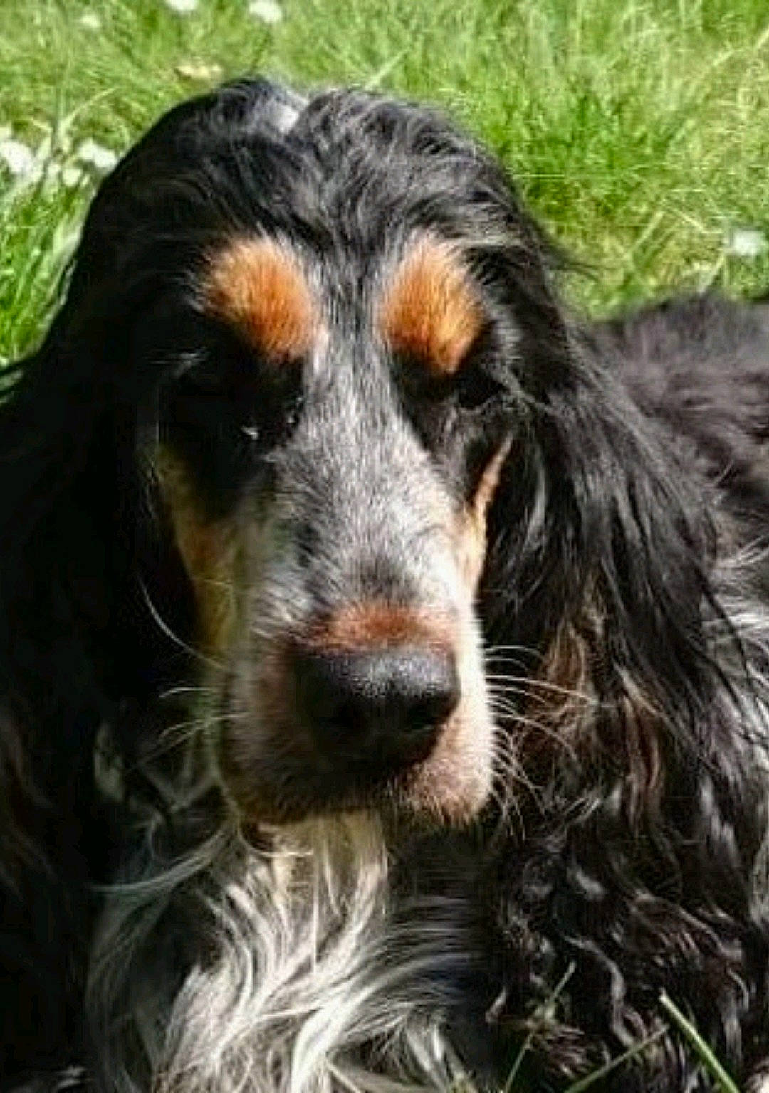 Jessy 