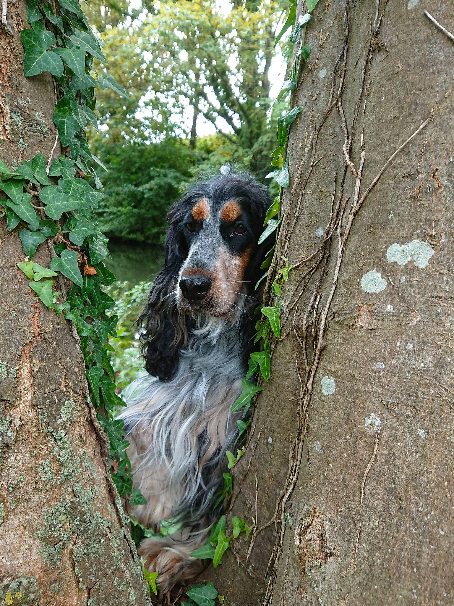 Melba a rejoint le concours — aidez-le/la à gagner de superbes lots ! blue_picardy_spaniel, canidae, carnivore, cocker_spaniel, dog, dog_breed, english_cocker_spaniel, english_setter, french_spaniel, german_spaniel, grand_bleu_de_gascogne, mammal, picardy_spaniel, rare_breed_dog, retriever, russian_spaniel, setter, spaniel, sporting_group, vertebrate