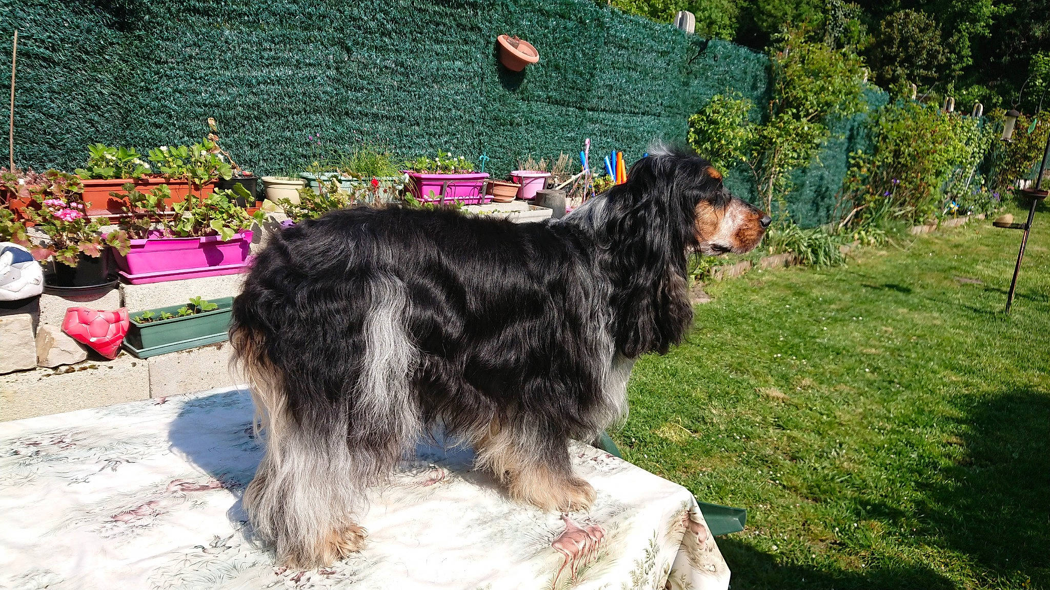Melba a rejoint le concours — aidez-le/la à gagner de superbes lots ! canidae, carnivore, companion_dog, dog, dog_breed, english_cocker_spaniel, gordon_setter, mammal, sporting_group, terrier, vertebrate