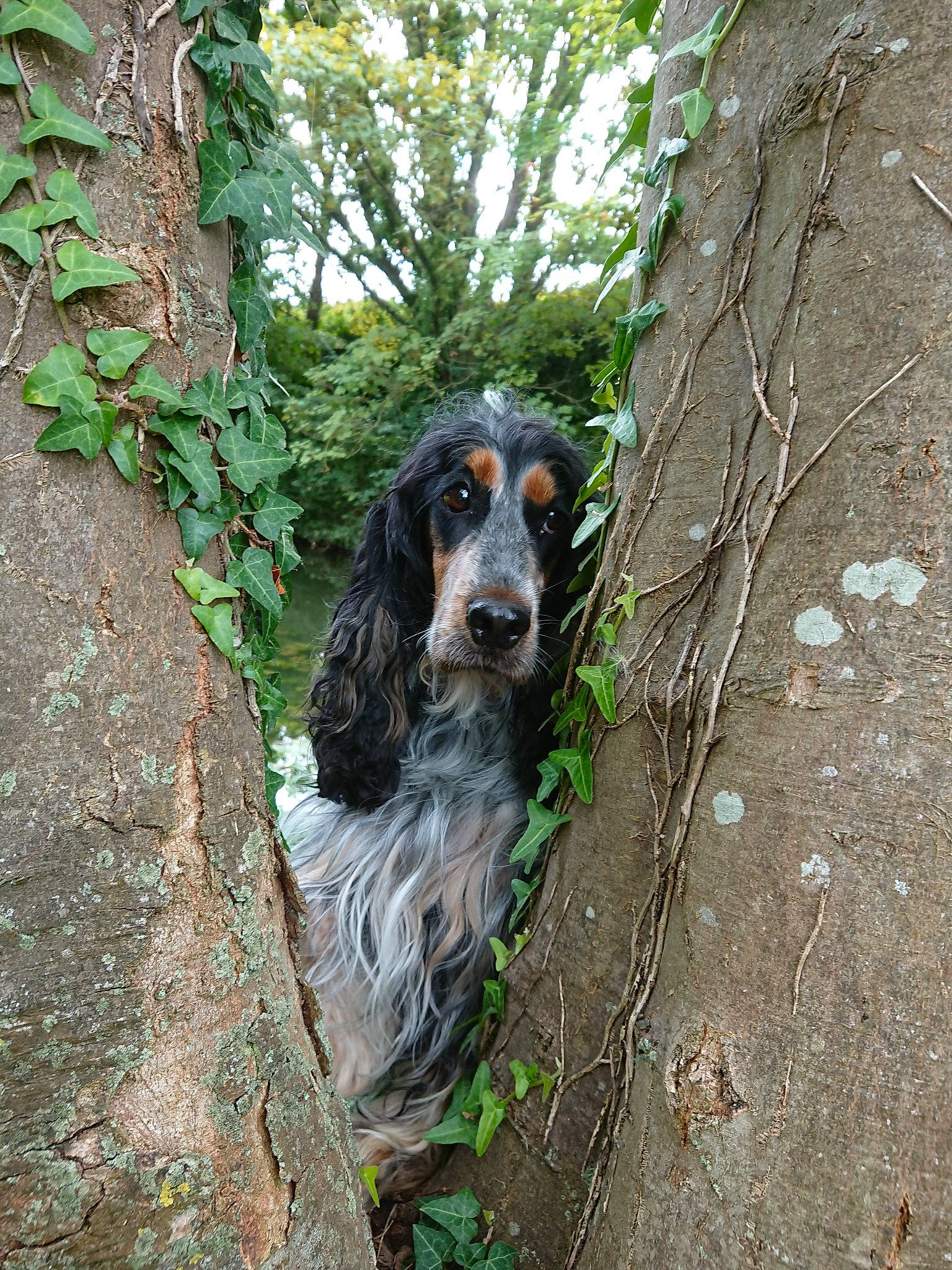 Melba participe au concours pour gagner de l'argent avec cette photo : blue_picardy_spaniel, canidae, carnivore, cocker_spaniel, dog, dog_breed, english_cocker_spaniel, french_spaniel, german_spaniel, gordon_setter, grand_bleu_de_gascogne, picardy_spaniel, plant, rare_breed_dog, retriever, russian_spaniel, setter, spaniel, sporting_group, tree