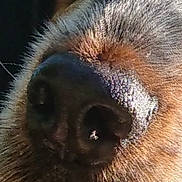 Oui a rejoint le concours — aidez-le/la à gagner de superbes lots ! canidae, carnivore, close_up, dog_breed, ear, eye, fur, nose, snout