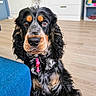 Askane participe au concours pour gagner de l'argent avec cette photo : dog, spaniel, black_and_tan, long_hair, floppy_ears, brown_eyes, pink_collar, pet, portrait, sitting, indoors, kitchen, wood_floor, blue_sofa, home, groomed, calm, looking_at_camera, companion_animal, photography