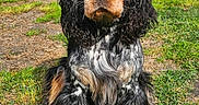 Askane participe au concours pour gagner de l'argent avec cette photo : dog, spaniel, black_and_tan, long_hair, floppy_ears, sitting, portrait, outdoor, grass, garden, playground, colorful_equipment, pet, canine, animal, fur, white_markings, brown_markings, front_facing, close_up